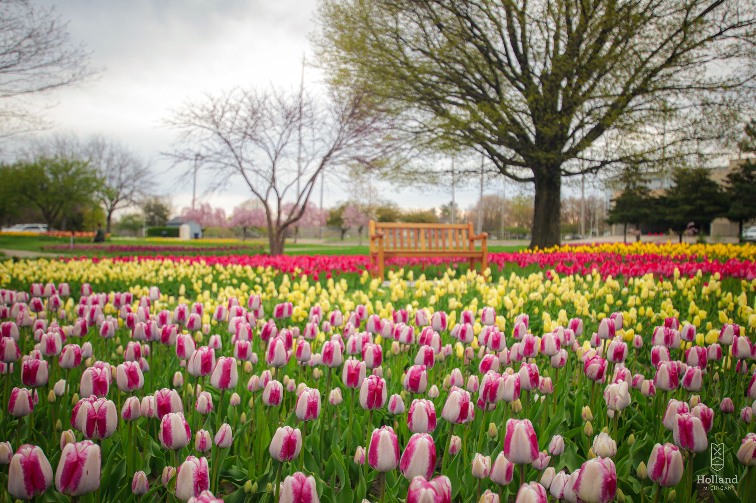 wow-tulips-5-5-20-4_49858359068_o