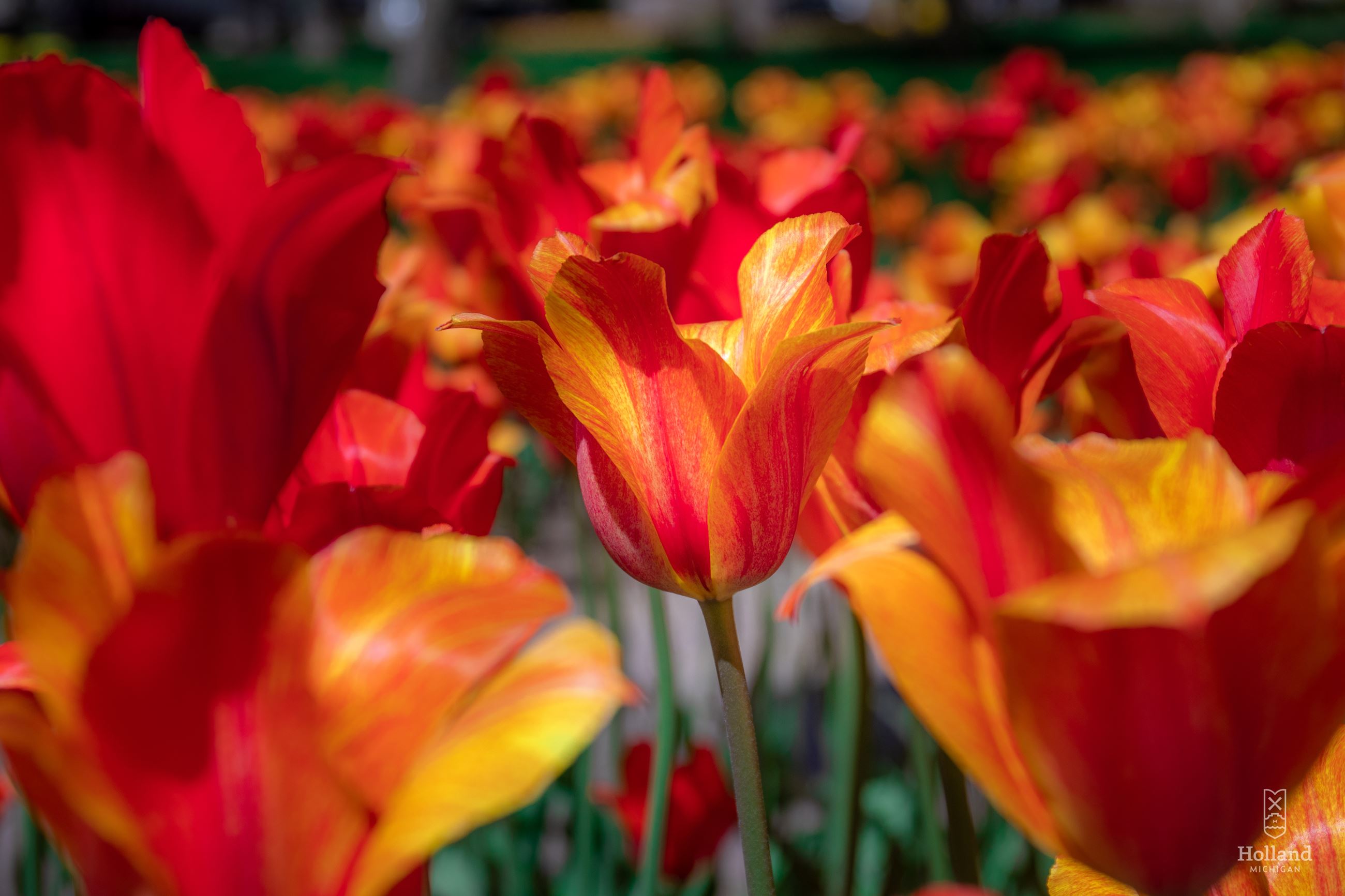 tulips-5-13-20-7_49895409251_o