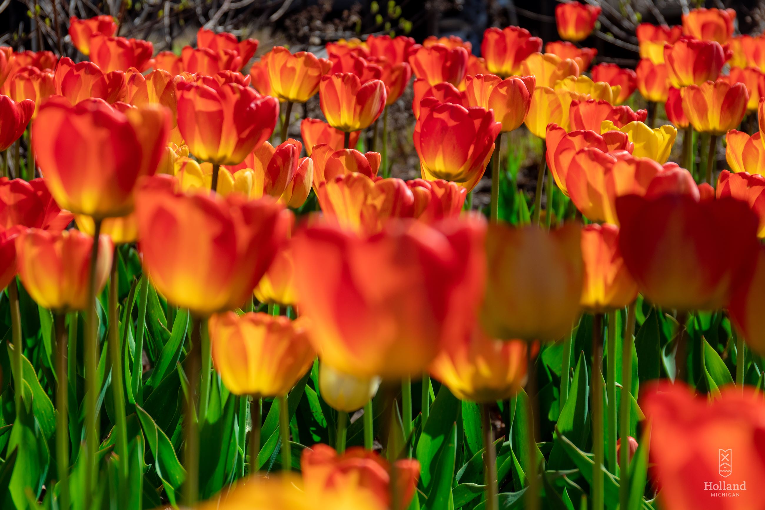 downtown-tulips-5-1-20-3_49842517861_o