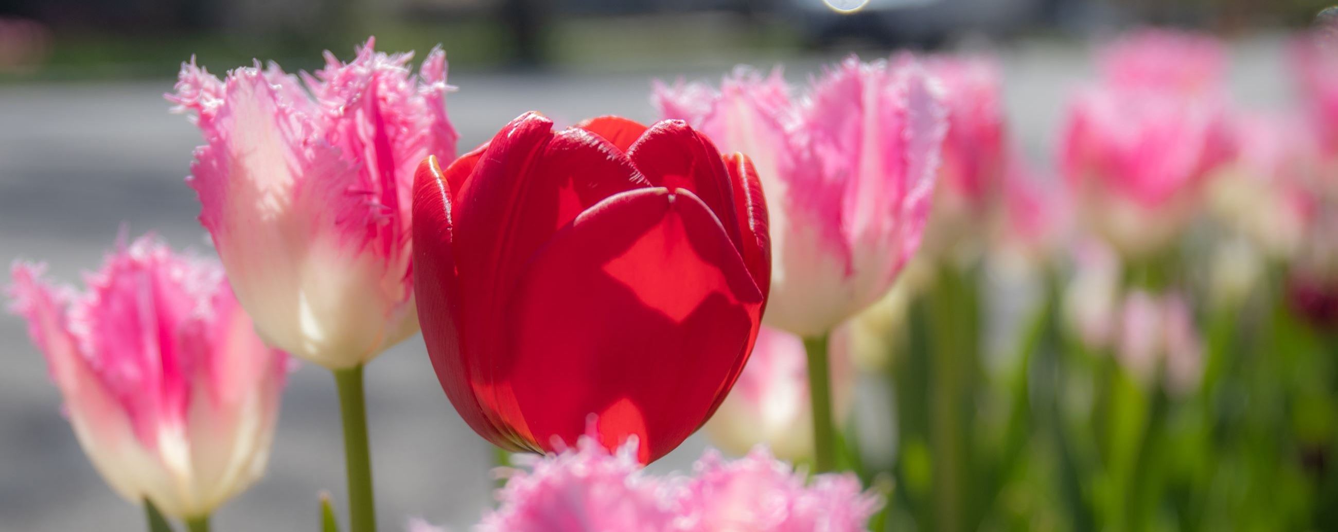 tulips-5-13-20-21_49895416706_o