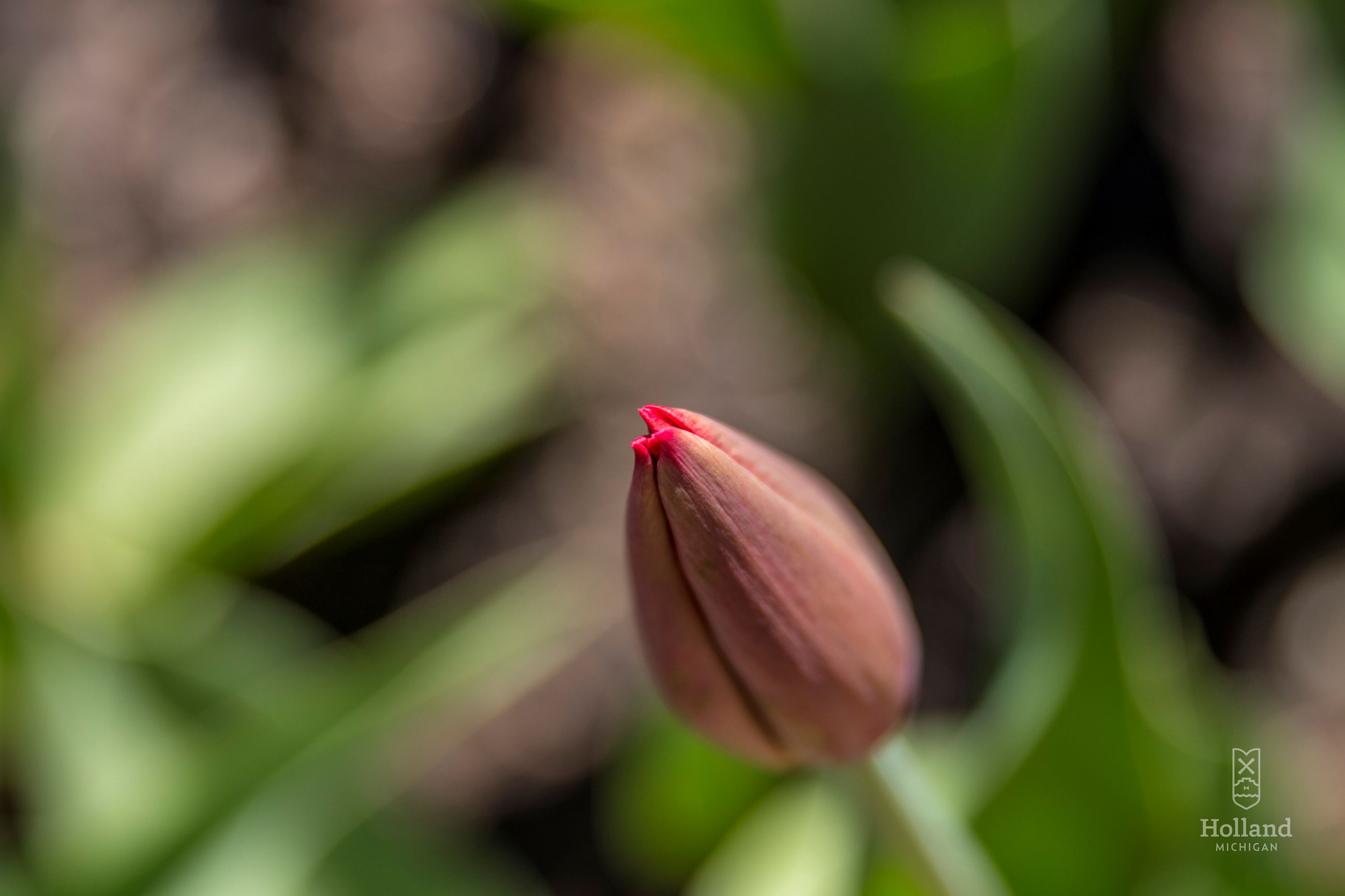 Closed Tulip 