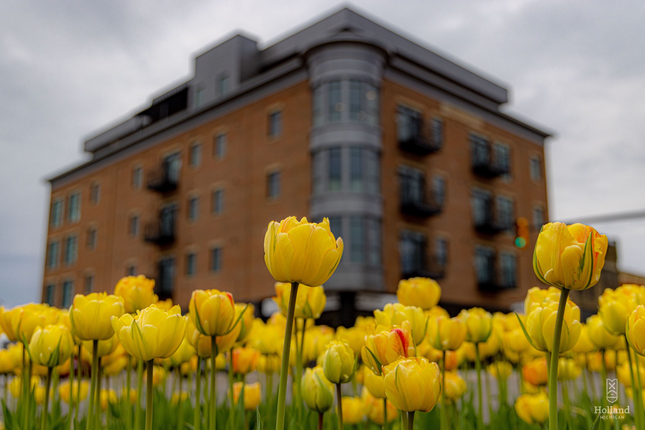 Yellow Tulips Downtown
