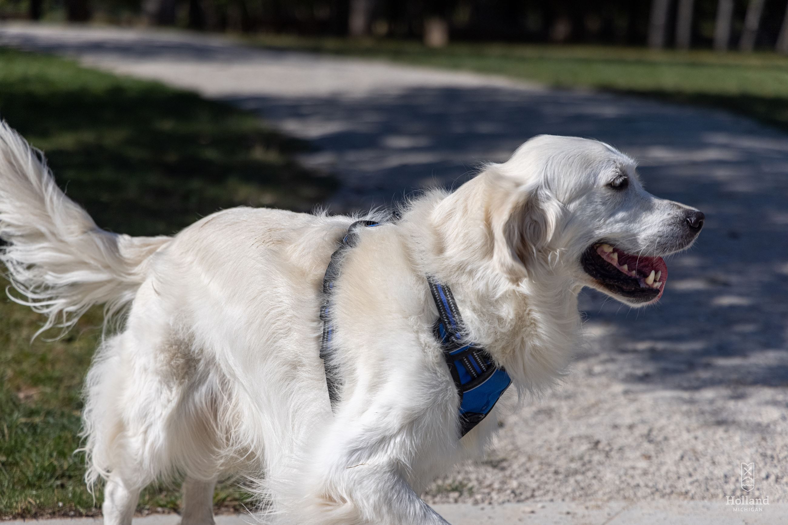 English Cream Retriever 