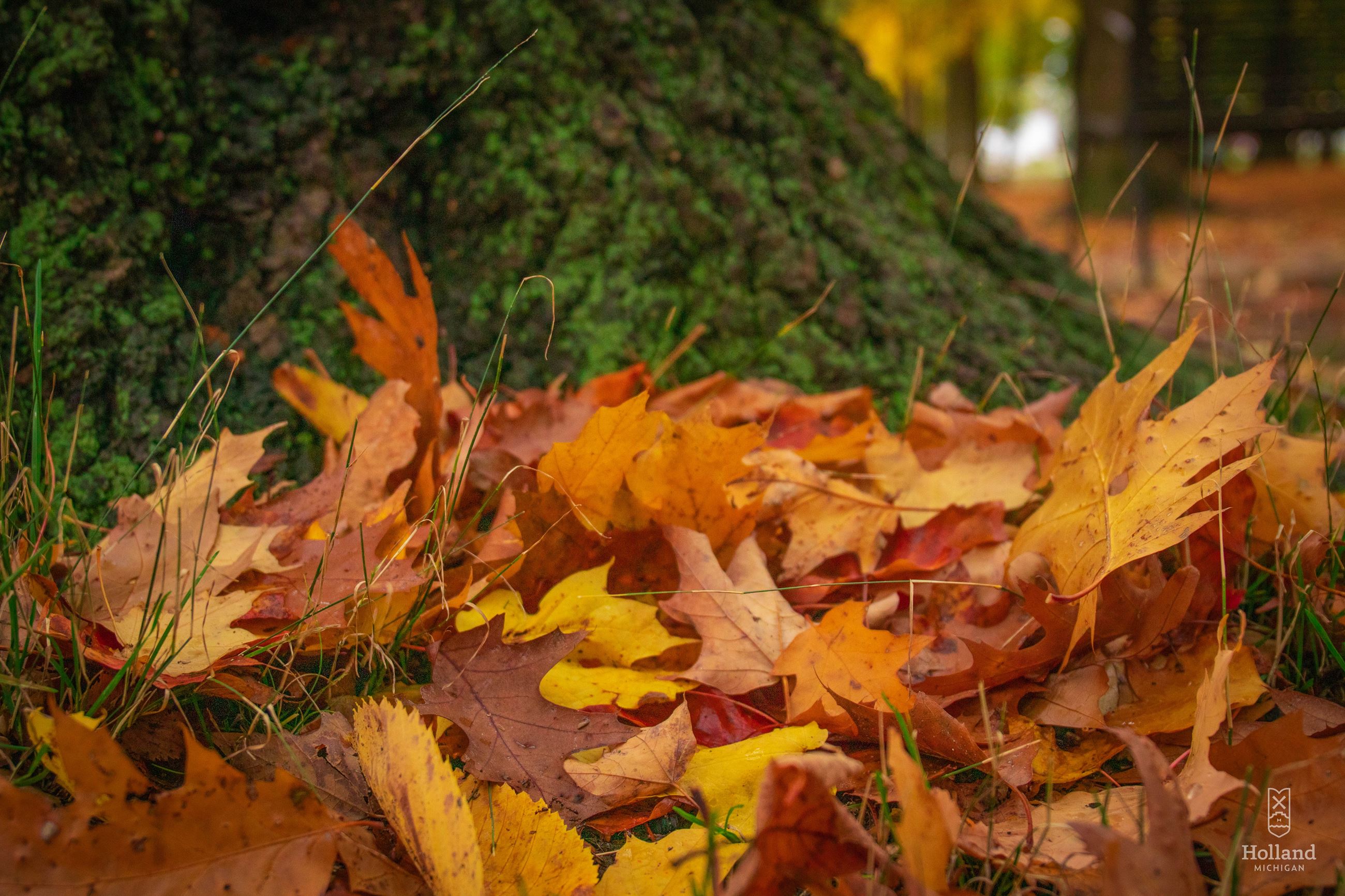 Fall Leaves on ground, close up