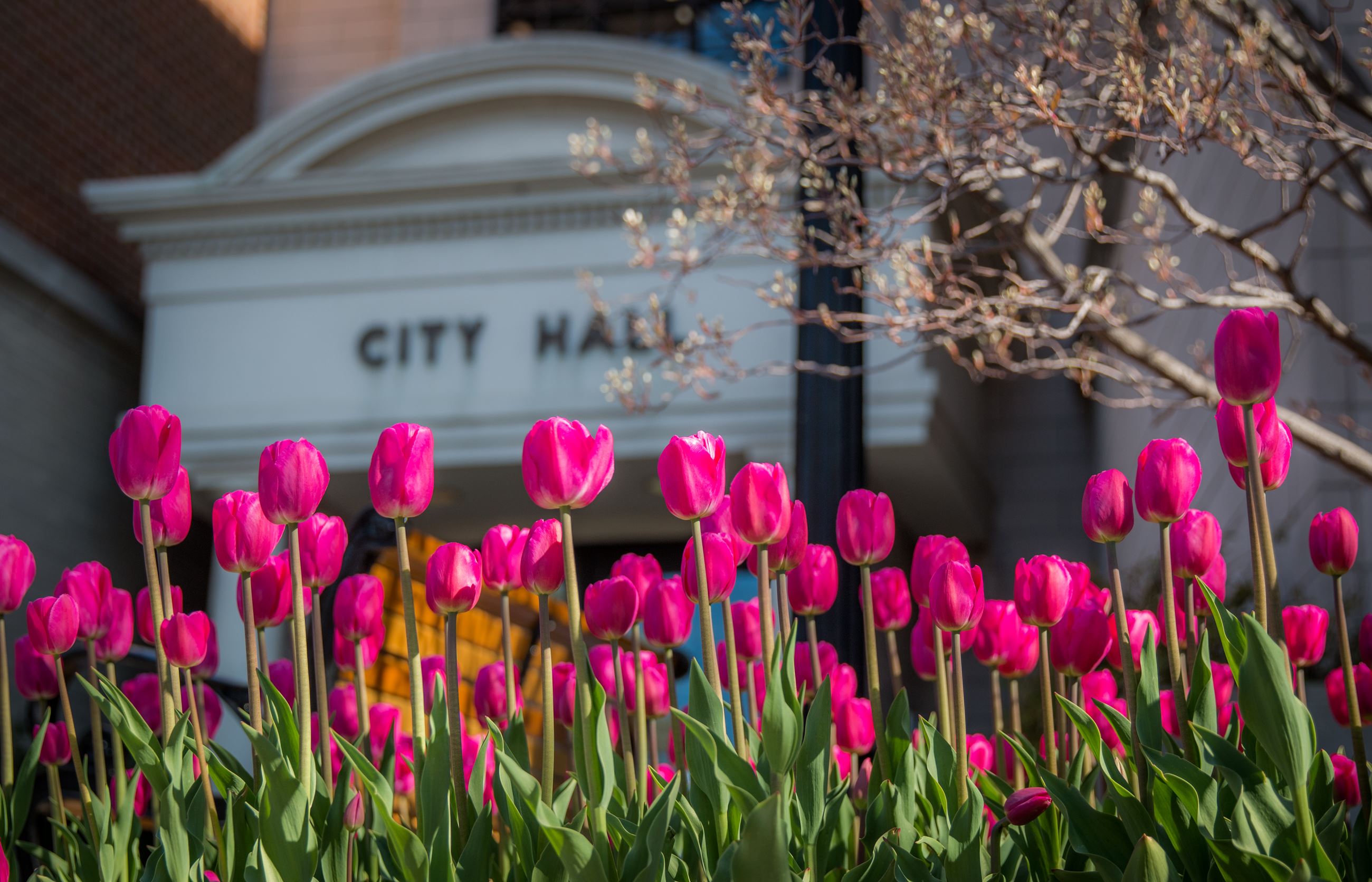 Pink Tulips with City Hall in background