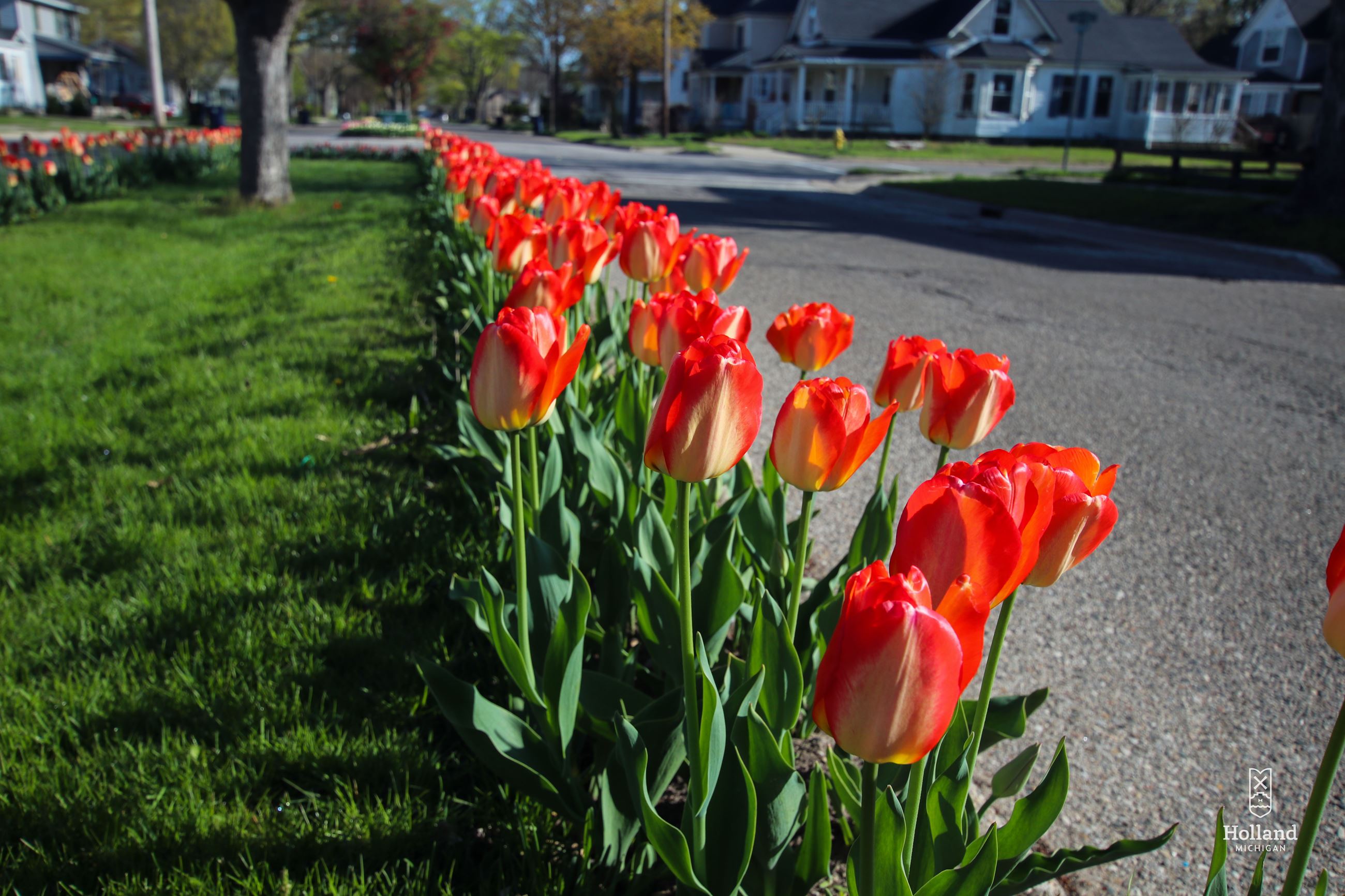 Red tulips on Tulip Lanes with homes in background