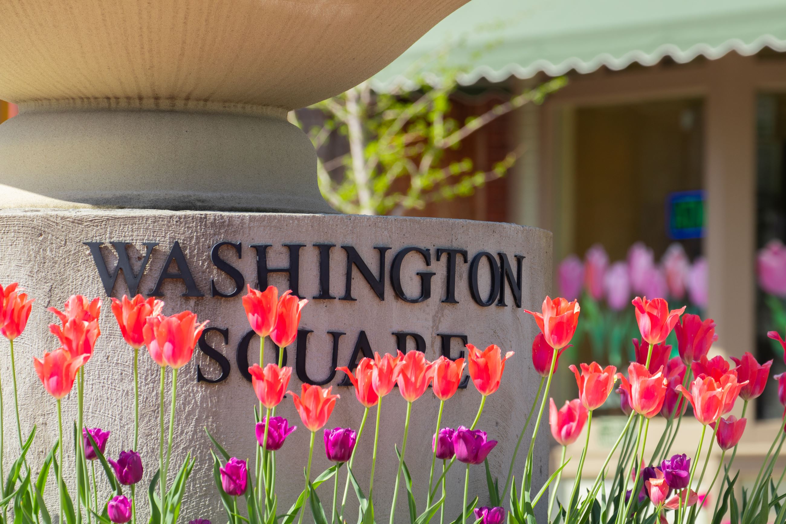 Red tulips in urn at Washington Square roundabout
