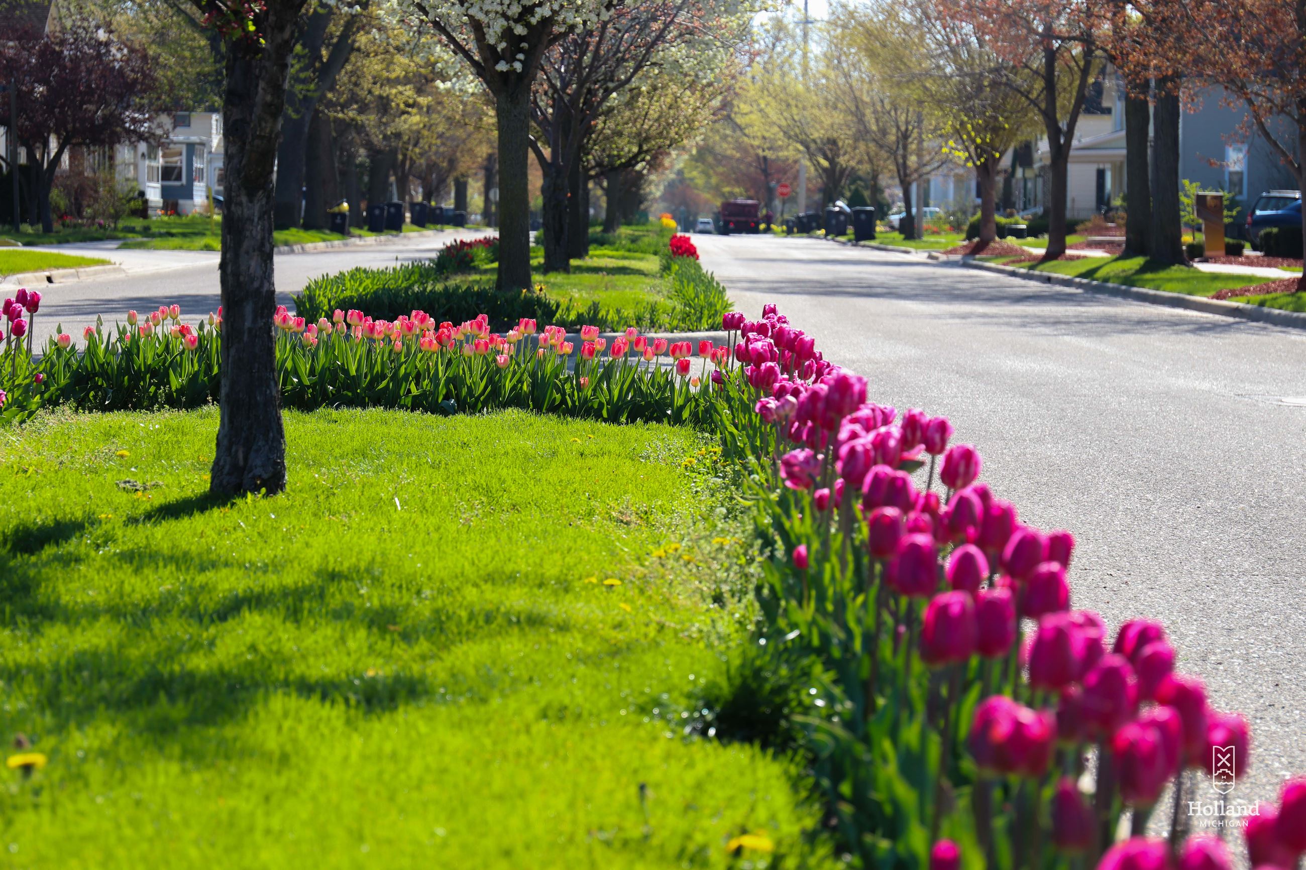 Tulip Lanes with homes in background