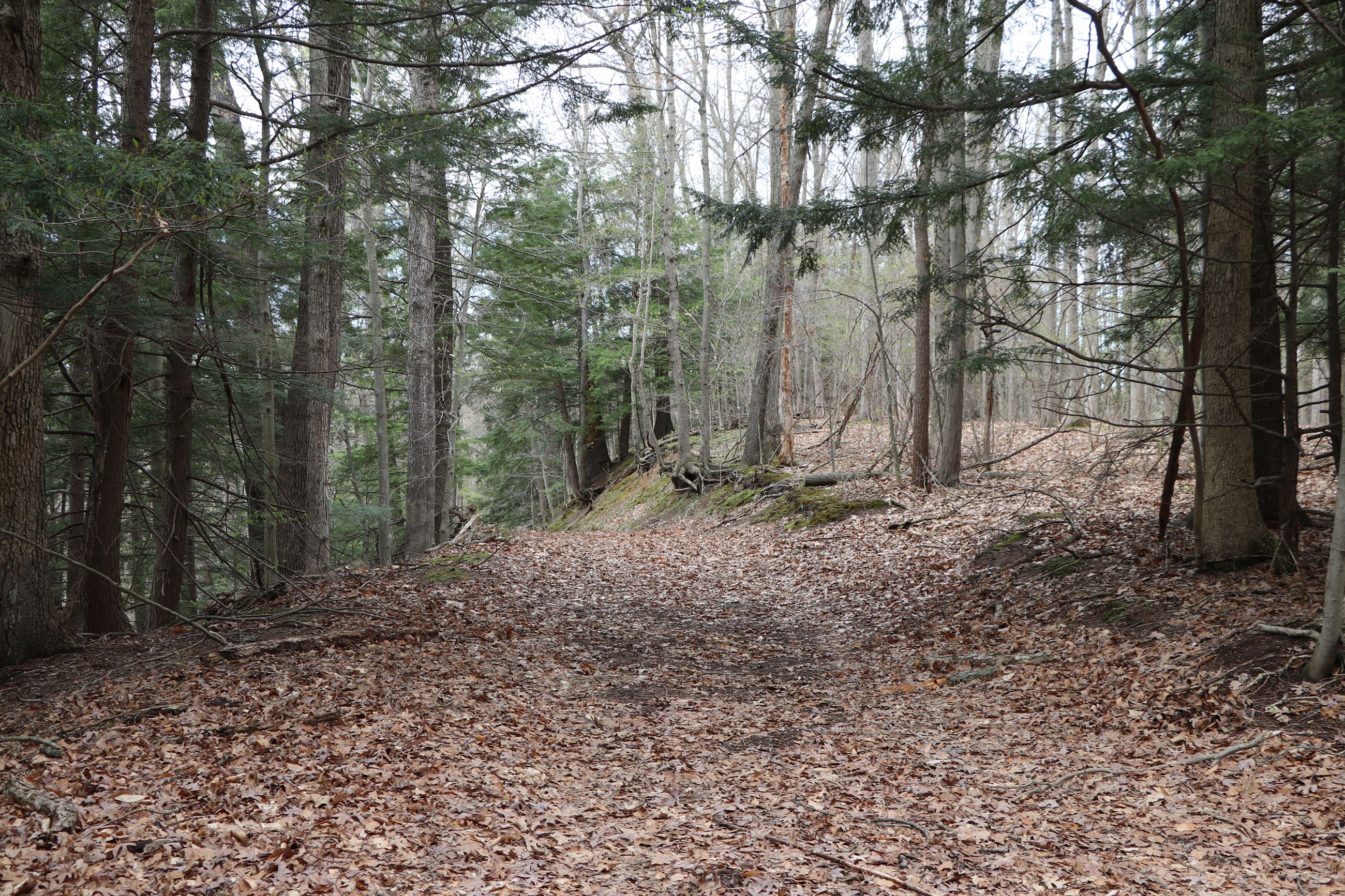 Woods with a leaf-covered trail