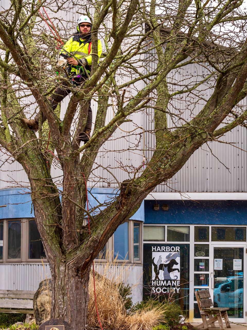 Man in tree branches pruning 