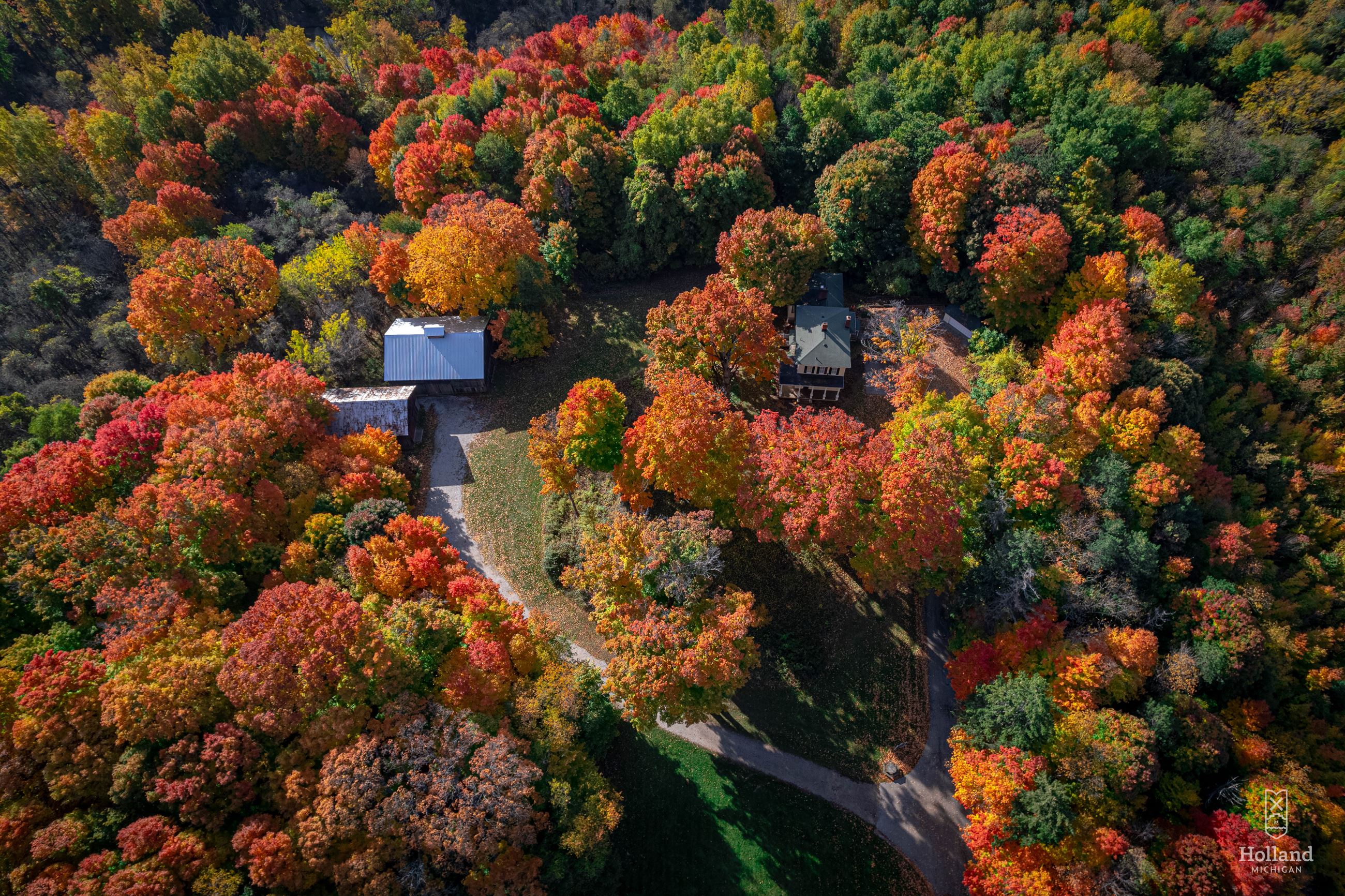 Ariel view of dense fall tree canopy