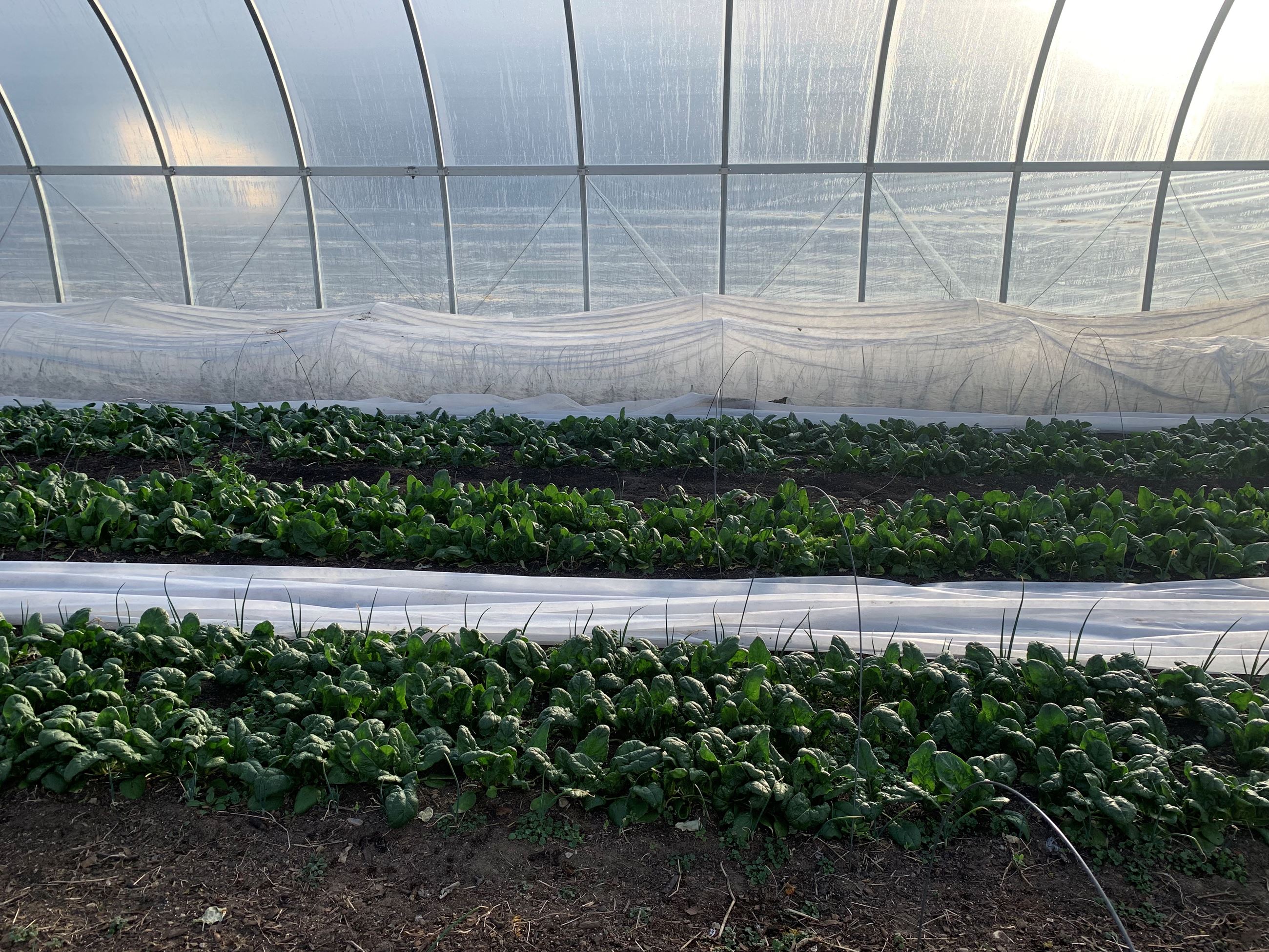 Micro greens inside a hoop-house greenhouse