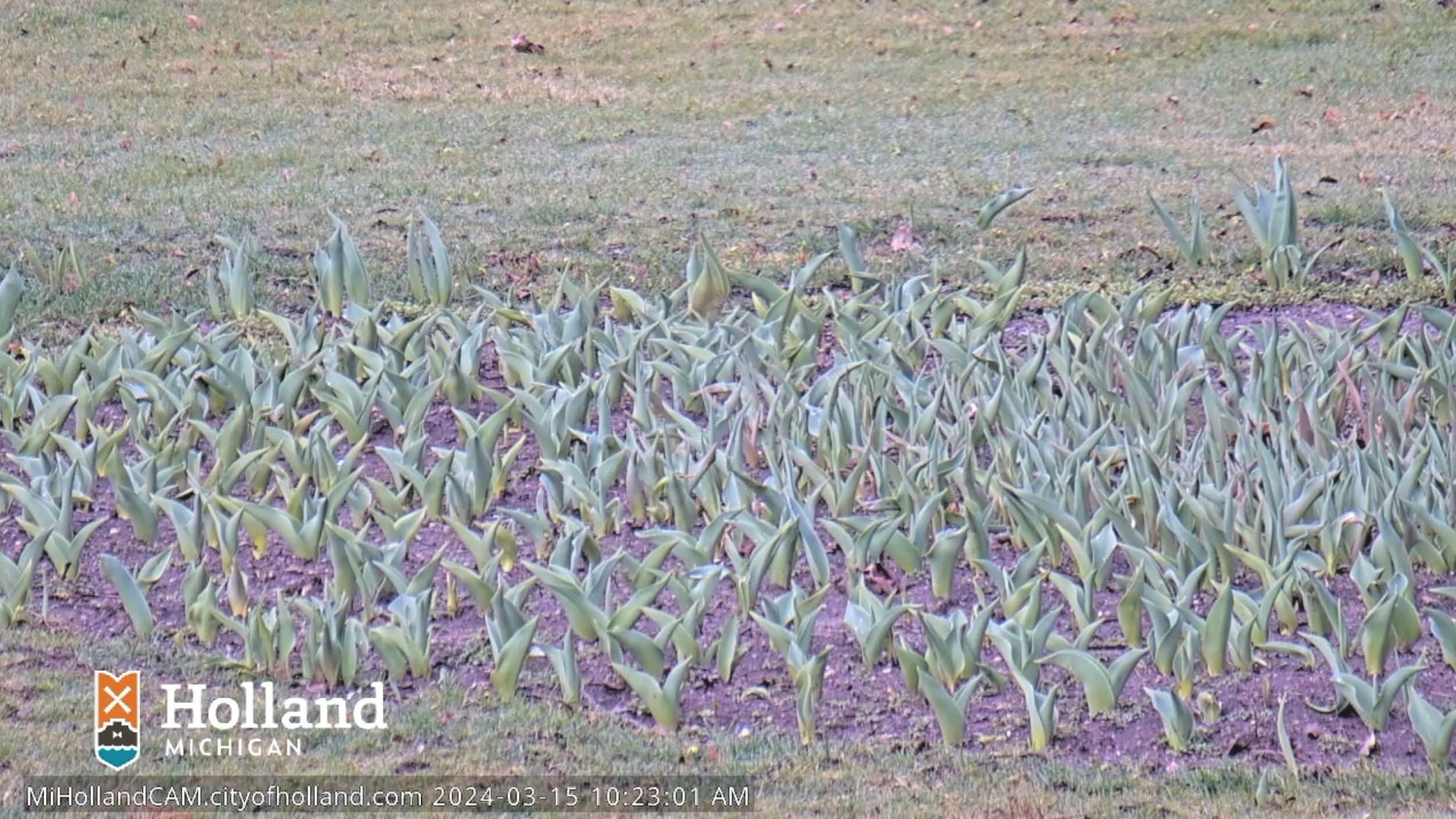 Newly sprouting tulips, no blooms, green stems only