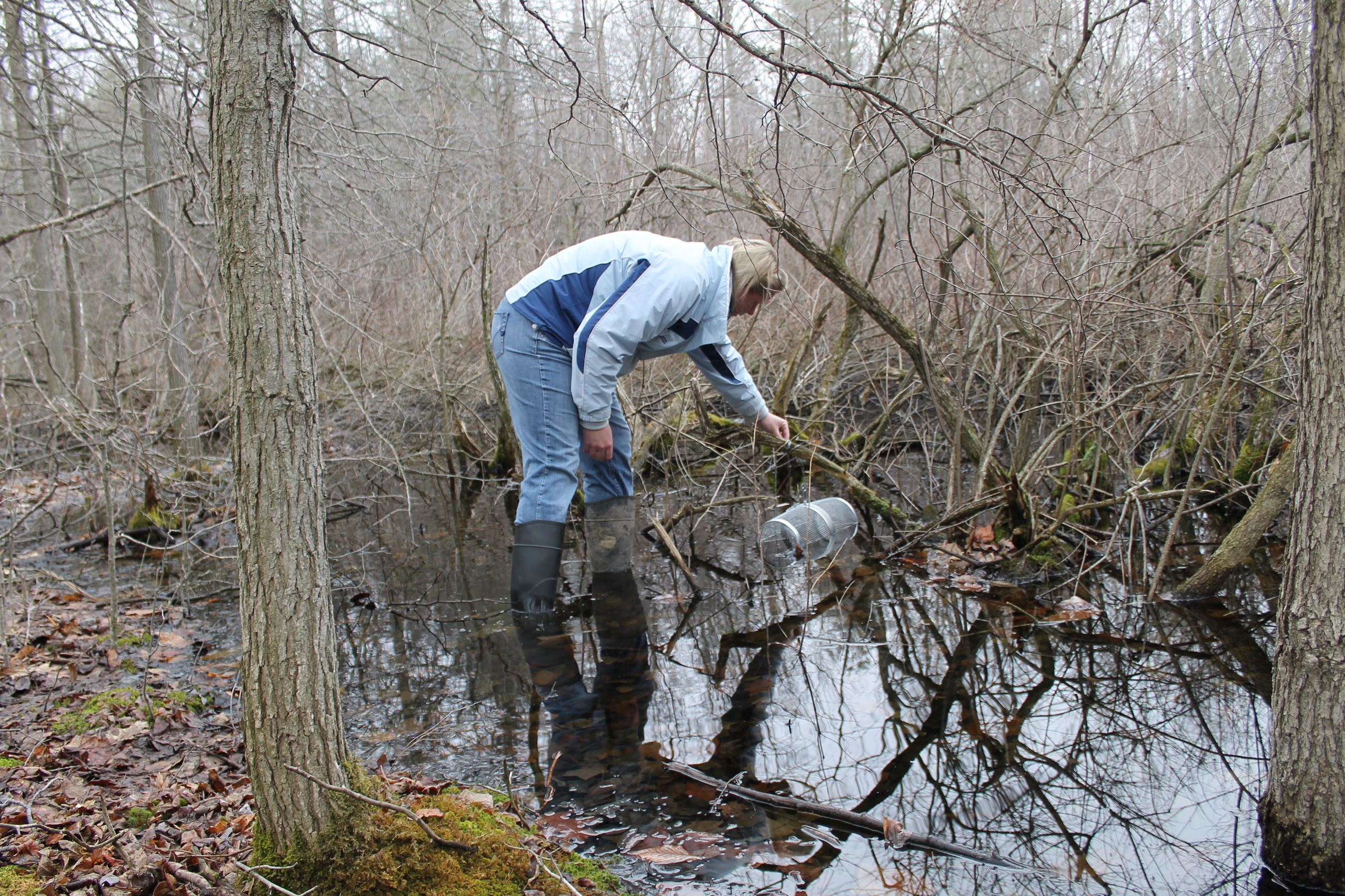 Adult in wading in a stream,  bending over, cleaning it up