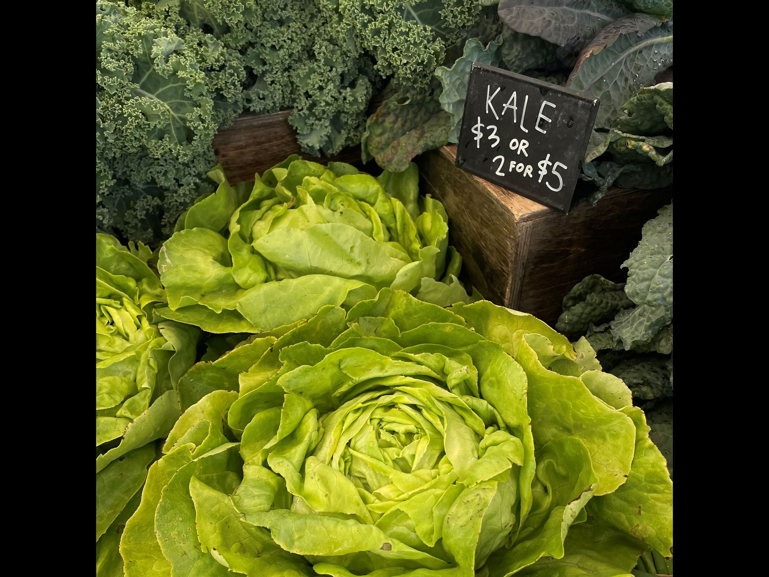 Close up of a head of butter lettuce and 2 types of kale with small sign kale $3 or 2 for $5
