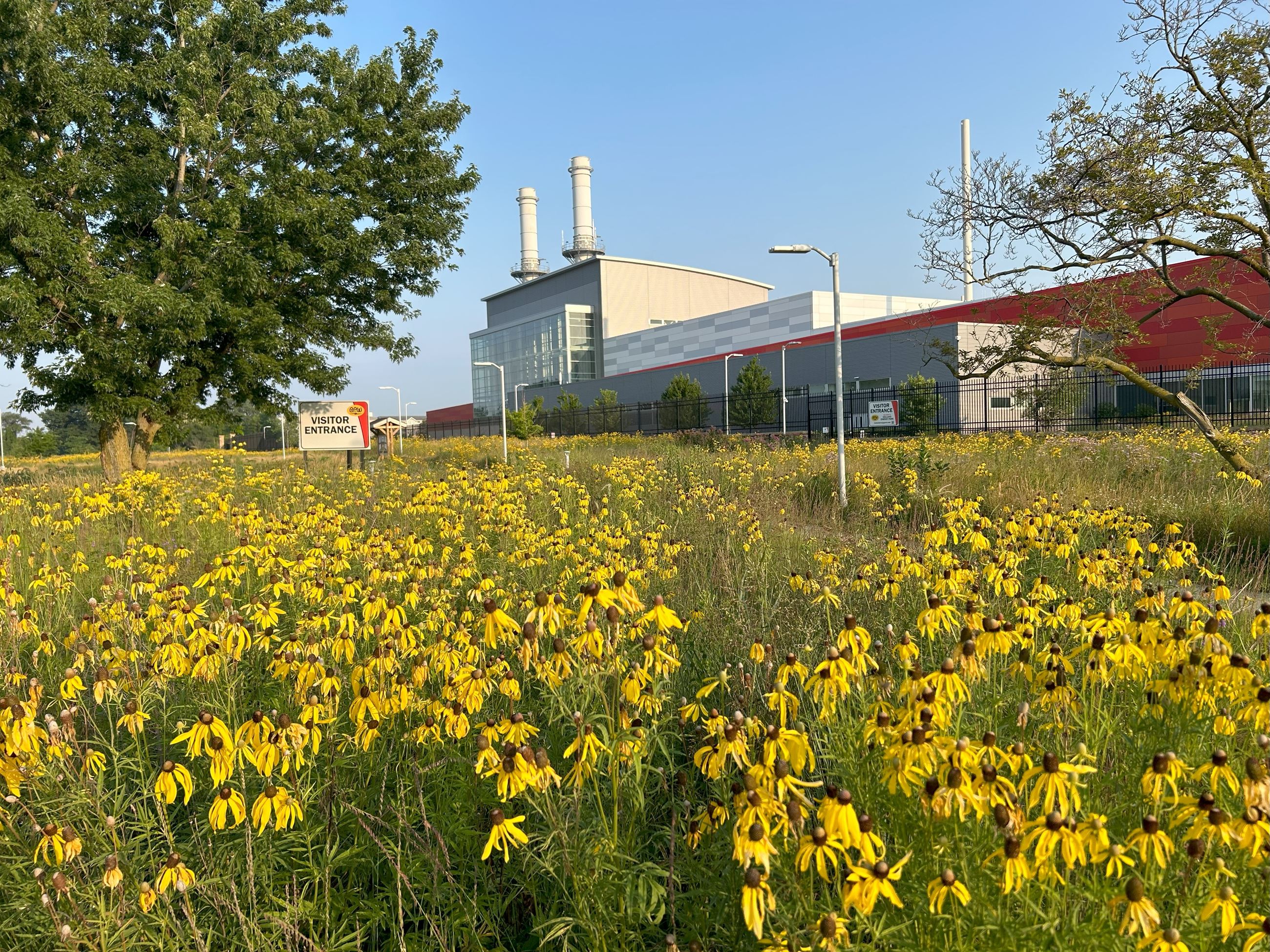 Field of Black-eyed Susan flowers with large energy plant building in the background