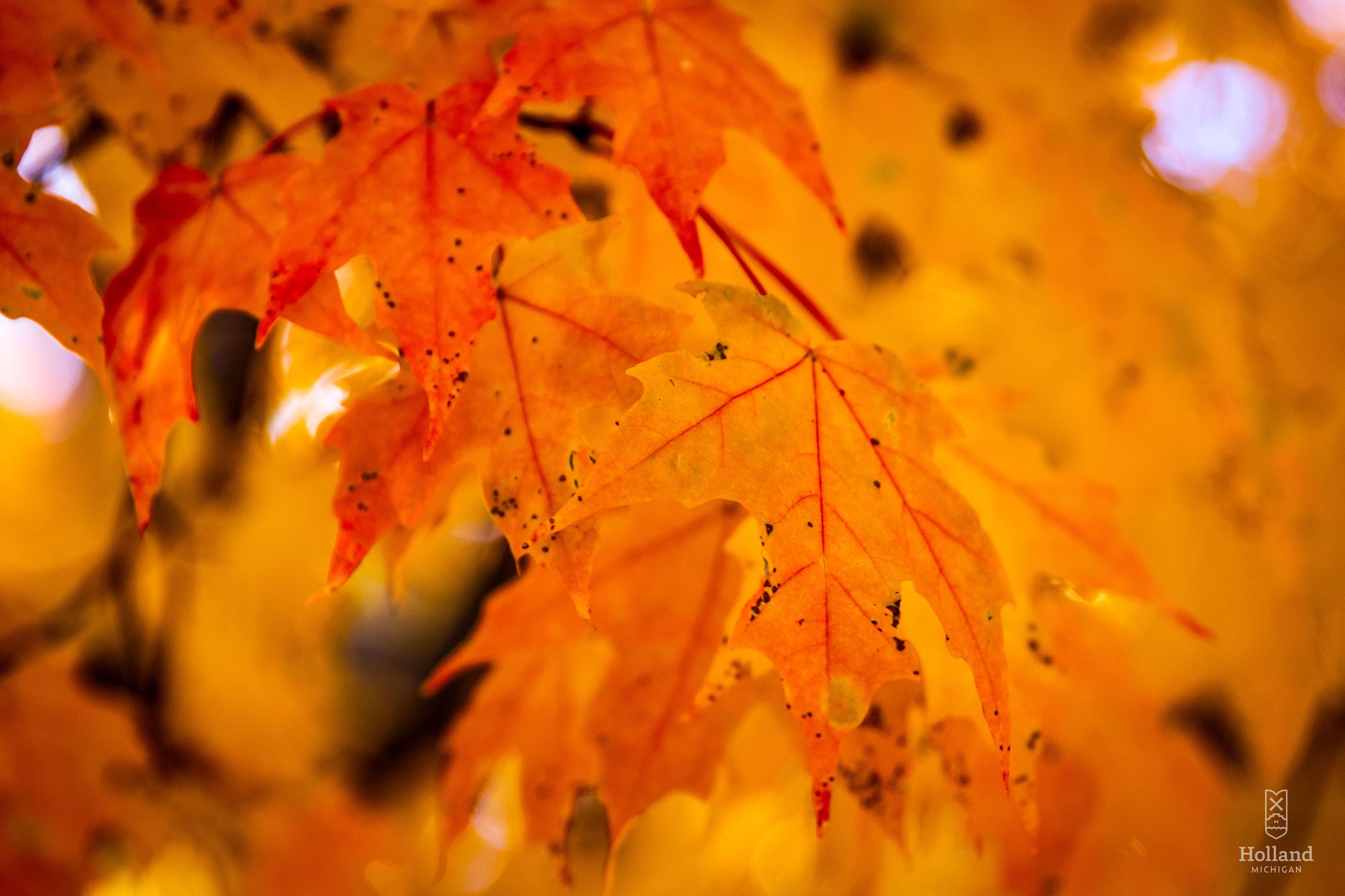 up close of goolden yellow orange maple leaves on a tree