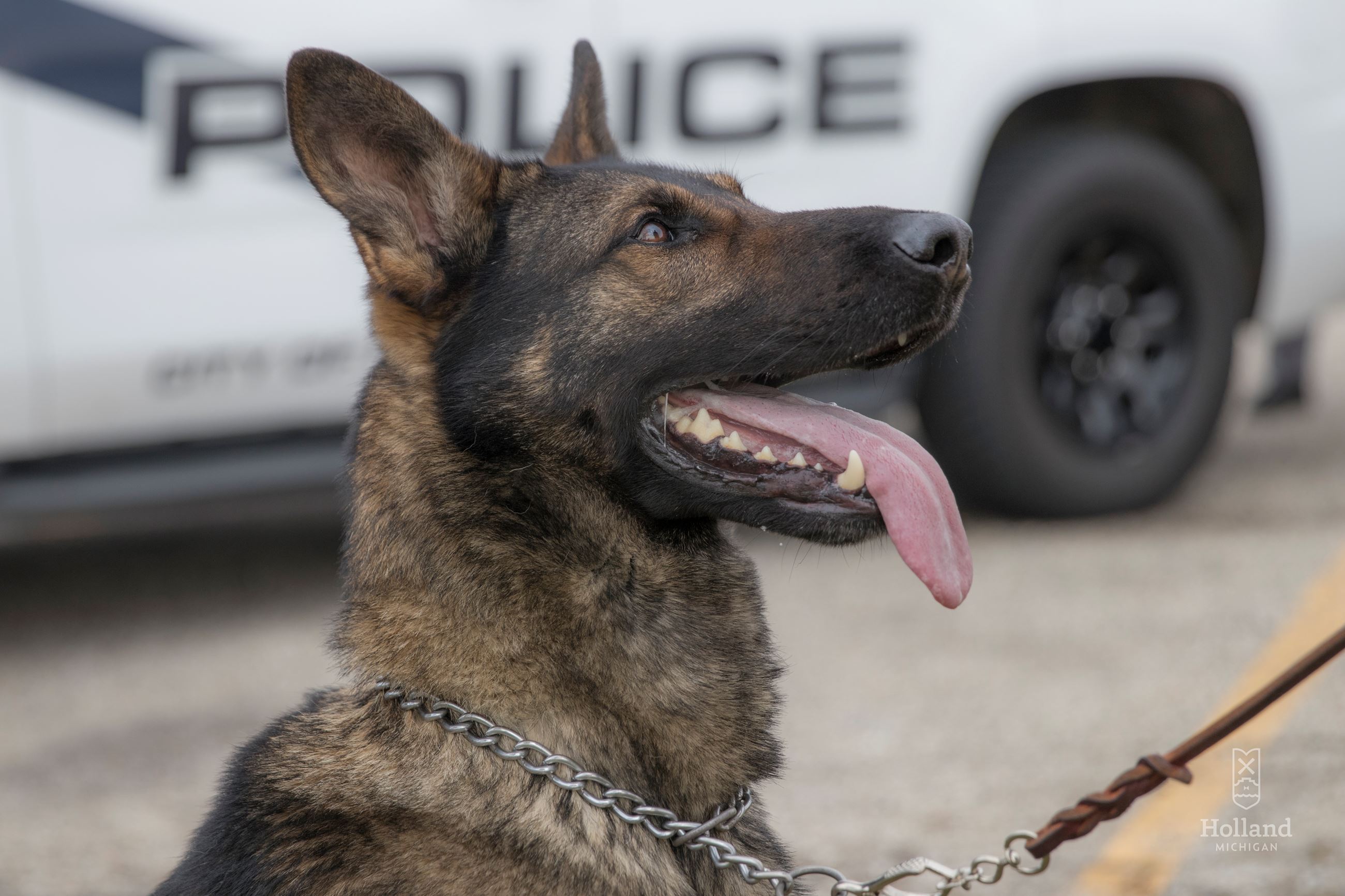 Dog with Their Tongue out