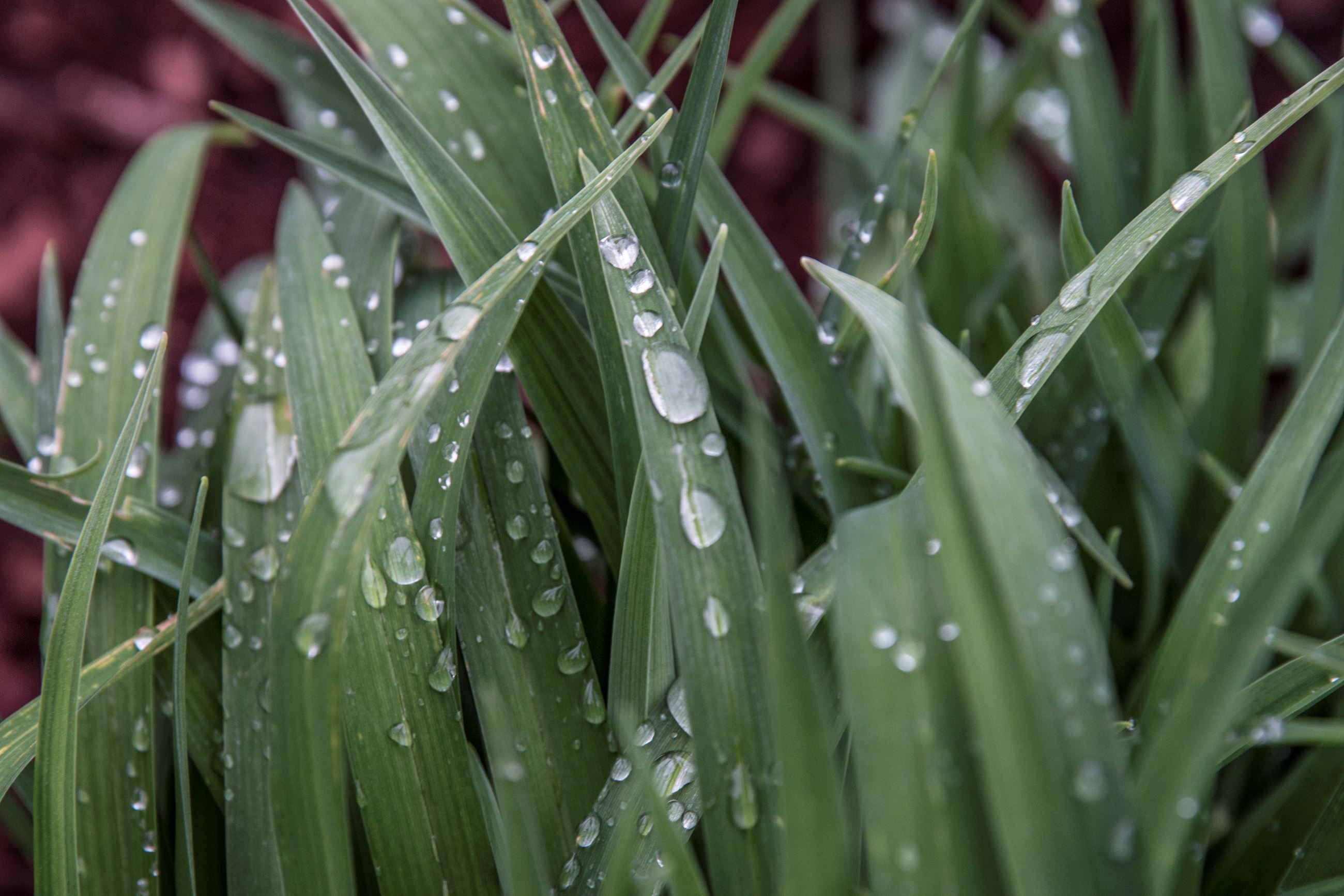 close up of green grass blades with water droplets