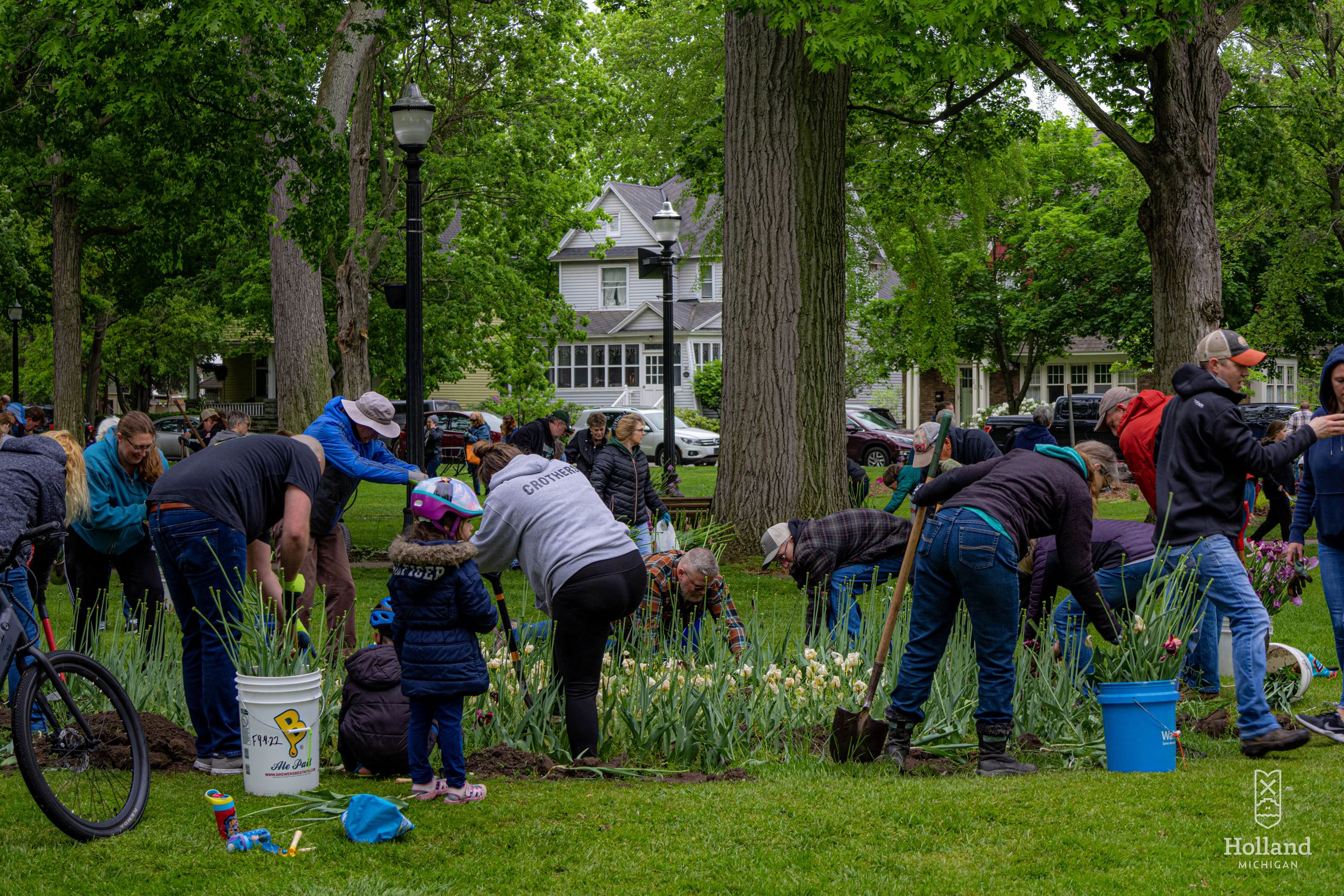 group of people digging up tulips in a city park for a tulip dig event