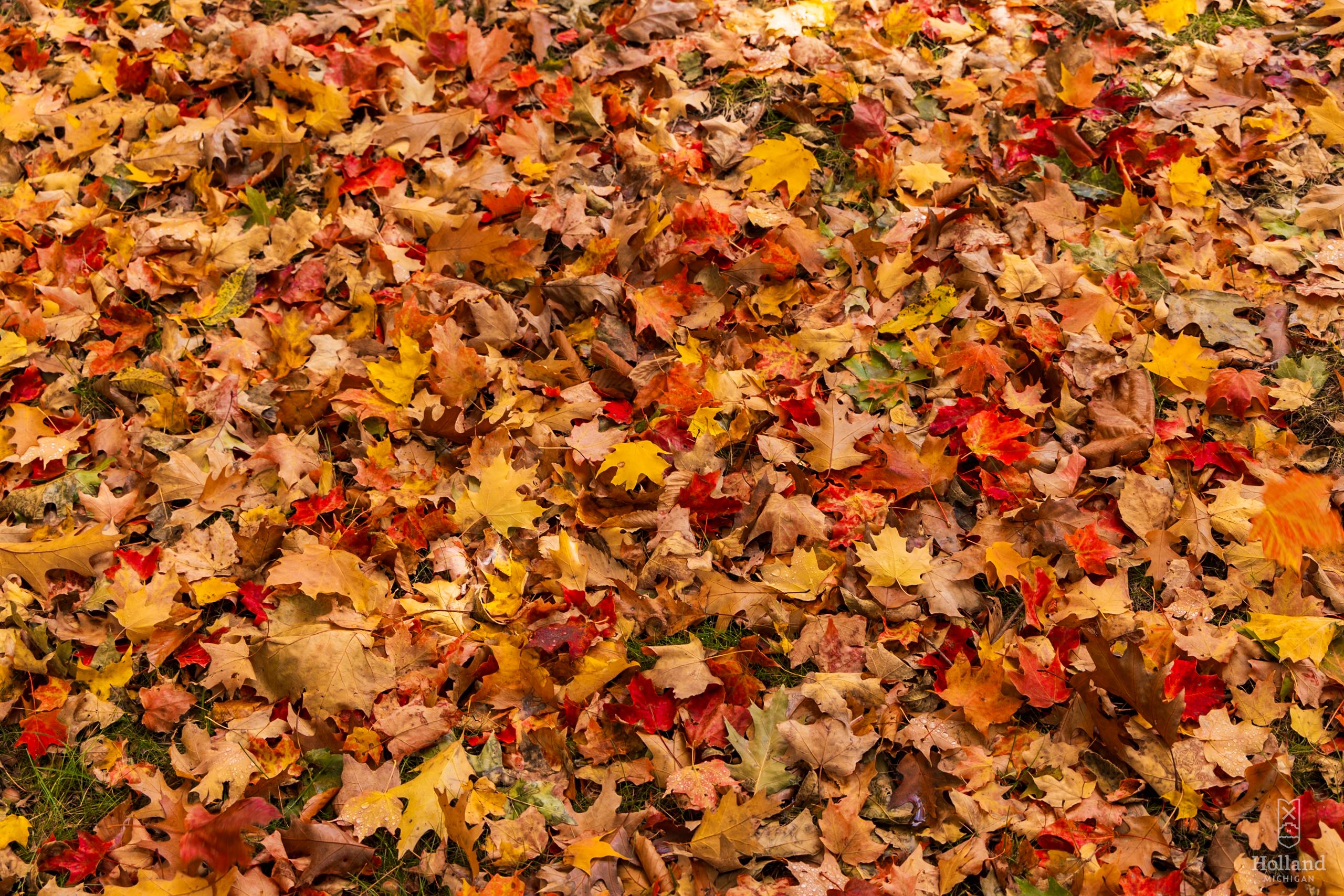 Fallen leaves on the ground in orange, reds, and yellows
