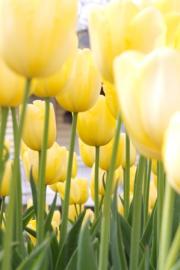 Yellow Tulips