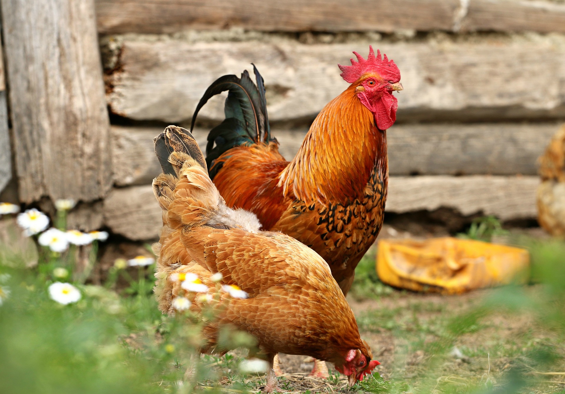 Image of chickens in a backyard