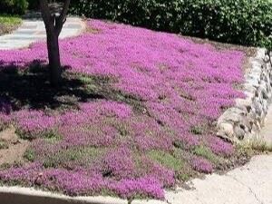 Creeping Thyme